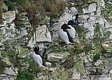 4455-Razorbills.jpg
