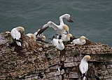 4514-Gannet-nests.jpg