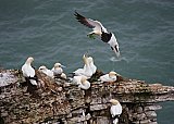 4516-Gannet-nestbuild.jpg