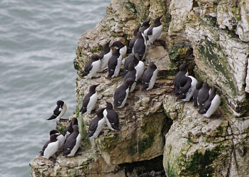 4457-Guillemots.jpg