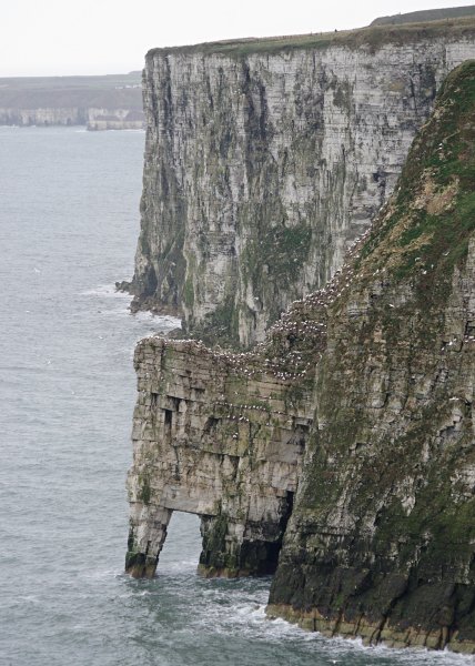 4468-Bempton-SeaArch+Gannets.jpg