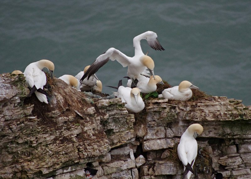 4514-Gannet-nests.jpg