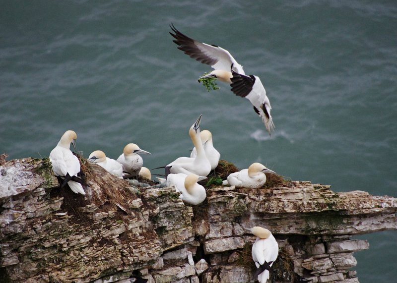 4516-Gannet-nestbuild.jpg