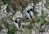 4455-Razorbills.jpg