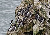 4457-Guillemots.jpg