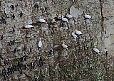 4466-Bempton-Guillemots+Gannets.jpg