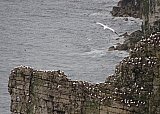 4477-Bempton-SeaArch+Gannets.jpg