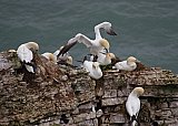 4514-Gannet-nests.jpg