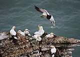 4516-Gannet-nestbuild.jpg
